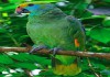 Фото Синещекий амазон (Amazona dufresniana) - ручные птенцы из питомника