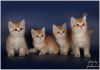 Фото Продажа британского котенка золотого окраса