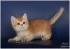 Фото Продажа британского котенка золотого окраса
