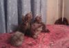 Фото Котят в добрые руки