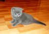 Фото Британские плюшевые котята 2 мес. из питомника.