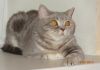 Фото Британские плюшевые котята 2 мес. из питомника.
