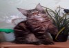 Фото Шикарные котята мейн- кун