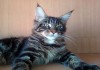 Фото Шикарные котята мейн- кун