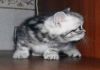 Британские серебристо-мраморные котята
