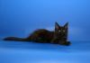 Фото Кошечка черная мейн кун, 3 месяца