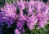 Фото Астильба розовая и другие многолетние растения