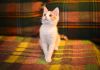 Фото Веселый котенок Том Сойер в добрые руки!