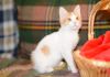 Фото Веселый котенок Том Сойер в добрые руки!