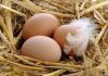 Фото Натуральные продукты: куриное яйцо, мясо домашней птицы, мясо кролика