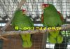 Красноголовый или роскошный амазон (Amazona pretrei) - птенцы выкормыши
