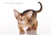 Фото Абиссинские котята - американский тип