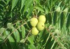Фото Чёрного ореха, Маклюры плоды, бальзам, саженцы, семена...