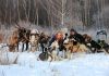 Фото Оленья ферма, экскурсии, катание на оленях и собаках