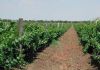 Фото Земельный участок с плодоносящим виноградником, 56 Га
