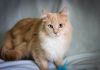 Фото Ищет хозяев ласковый рыжий кот Джинджер со сложной судьбой и чудесным характером!