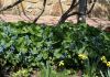 Фото Бруннера сибирская, незабудочник, растения для тени, береговые
