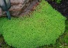 Очиток, Седум Лидийский, мох цветущий, камнеломка, растения коврики, почвопокровные растения