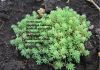 Фото Очиток, Седум Лидийский, мох цветущий, камнеломка, растения коврики, почвопокровные растения