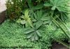 Фото Очиток, Седум Лидийский, мох цветущий, камнеломка, растения коврики, почвопокровные растения