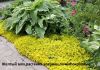 Фото Желтый мох, Цветущий мох, очиток, седум, Растения коврики, мох де