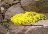 Фото Набор почвопокровных для альпийских горок, камнеломки, многоле