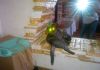 Фото Вязка кошка шотландская вислоухая