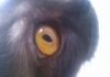 Фото Вязка кошка шотландская вислоухая