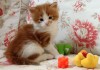Фото Продаётся мейн кун котёнок в Ставрополе
