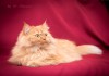 Молодой персидский кот Мишель, рыжее солнце в дар!