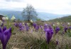 Фото Майские праздники провести в горах Закарпатья, недорого.Усадьба Алекс.