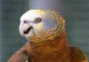 Королевский амазон (Amazona guildingii) - птенцы из питомника