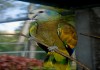 Фото Королевский амазон (Amazona guildingii) - птенцы из питомника