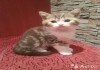 Фото Шотландские котята скотиш страйт
