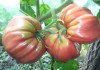 Фото Семена гигантских помидор
