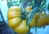 Фото Семена гигантских помидор