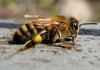 Фото Принимаем заказы на пчелопакеты среднерусской породы