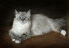 Фото Продаю невских маскарадных котят