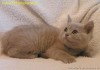 Клубные подрощенные котята питомника''sweettoy''