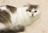 Фото Роскошный пушистый кот Лёвушка в добрые руки!