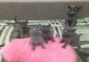 Фото Чистокровные котятки породы Русская Голубая