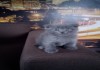 Фото Милейшие котятки Шотландской Веслоухой породы