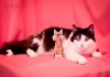 Фото Уютная домашняя черно-белая кошечка Соня в дар!