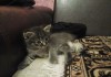 Фото Продам котёнка Курильского бобтейла без родословной