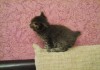 Фото Продам котёнка Курильского бобтейла без родословной