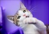 Фото Ласкательно -целовальный котенок Вилли в дар!