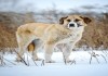 Фото Джой -метис Алабая, 8 месяцев. Хороший охранник и ласковый семьянин