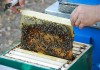 Фото Продам пчелопакеты Карпатки