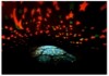 Фото Проектор-ночник Черепаха Бонни розовый TC6176