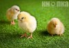 Детский фотопроект с цыплятами и утятами в фотостудии Кнопка